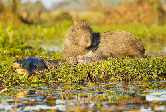 ESCAPADA A ESTEROS DEL IBERÁ