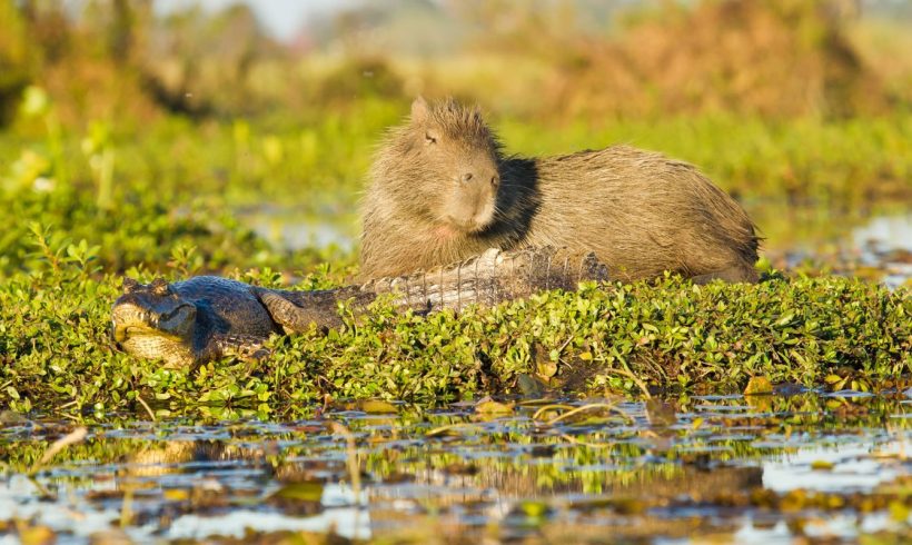 ESCAPADA A ESTEROS DEL IBERÁ