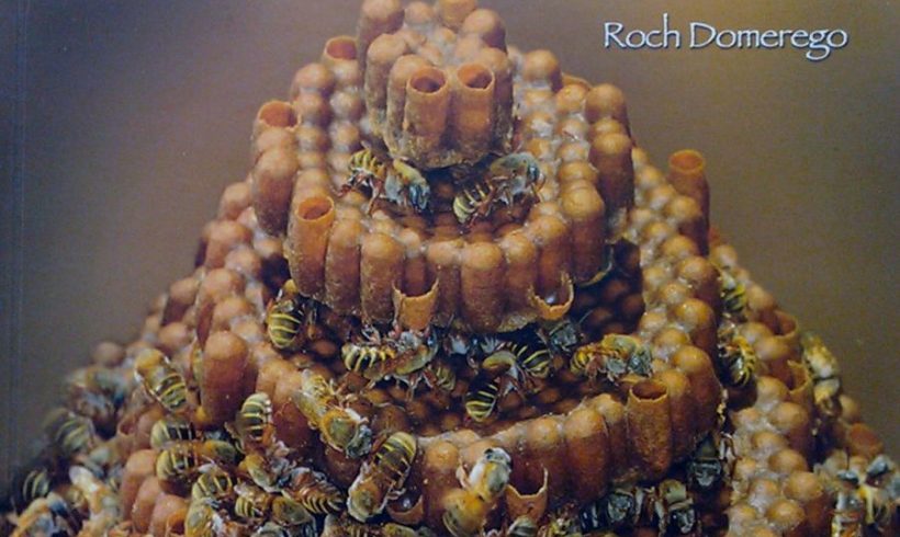 Melípona, la abeja sagrada de los Mayas