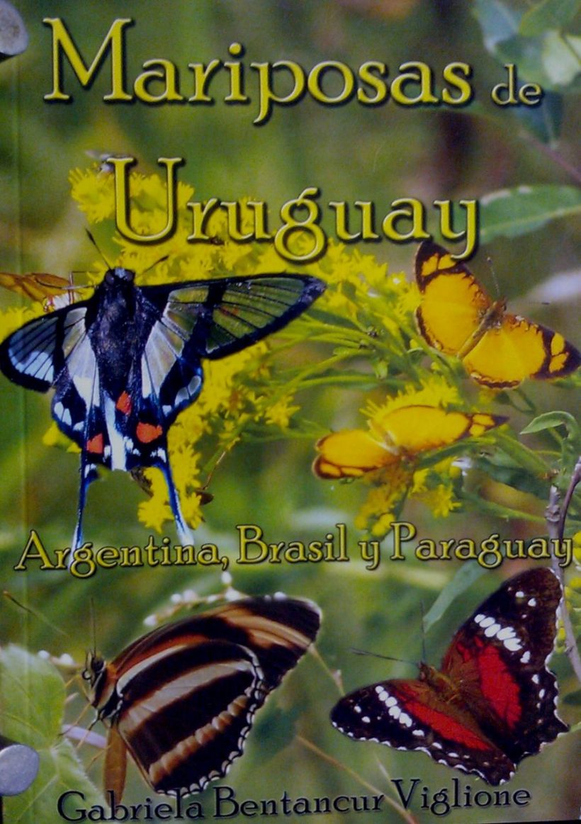Mariposas de Uruguay