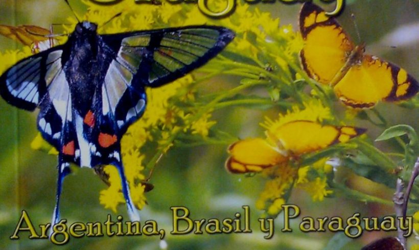 Mariposas de Uruguay