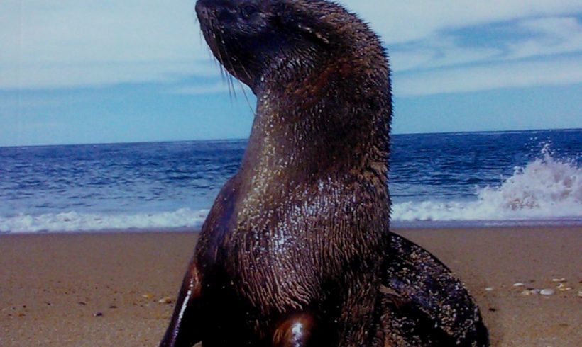 Flora y fauna de Punta del Este y alrededores