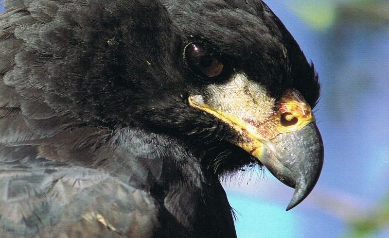 Aves: Vida y Conducta